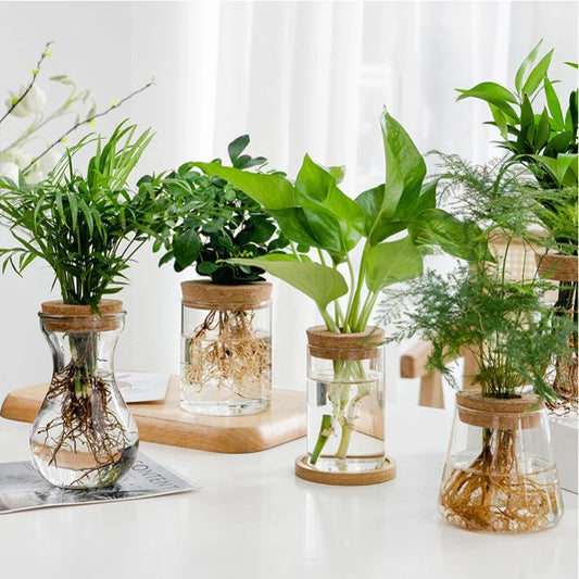 Hydroponic Plant Home Vase Decor Transparent Hydroponic Flower Pot Soilless Plant Pots Office Desktop Green Plants Pot Potted